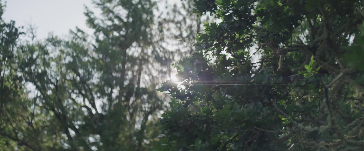 The sun shining down in a forest
