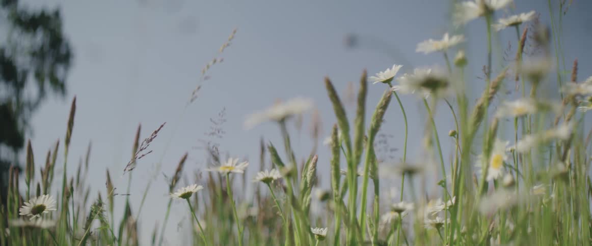 Flowers and stalks of grass sway gently in the window on a sunny day