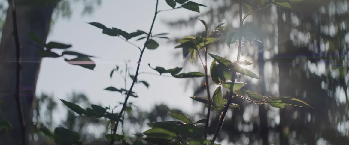 The sun shining down on plants and trees