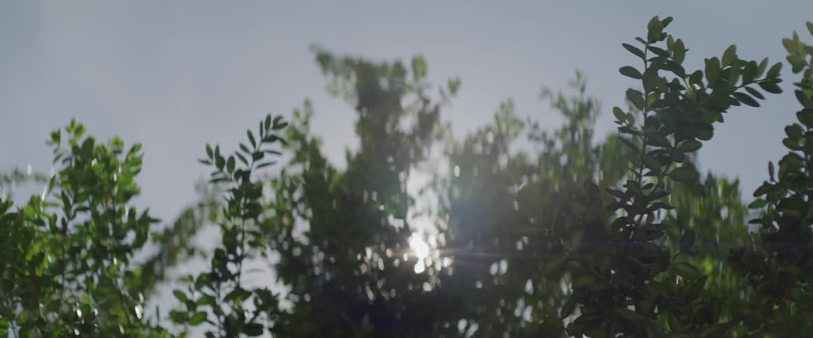 Trees with branches and leaves with the sky and the sun in the background