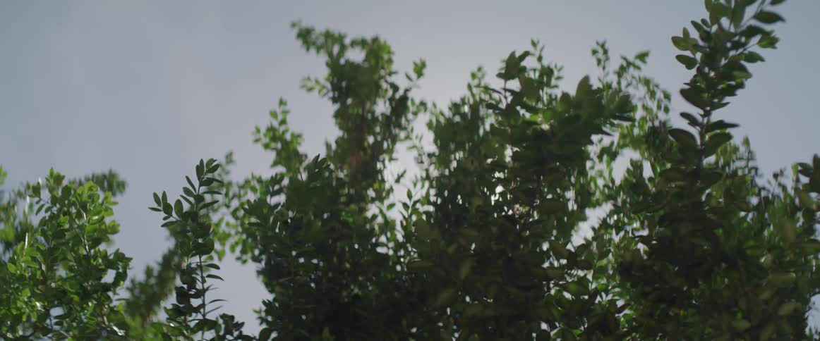 Sun shines through tree branches