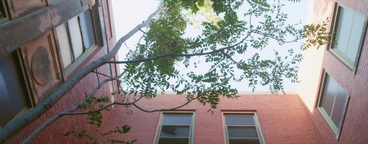 Buildings and trees close together in a courtyard