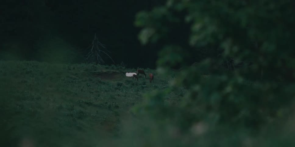 Herd grazes in field at night