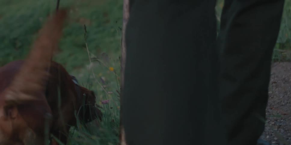 A man is walking with his dogs in spring