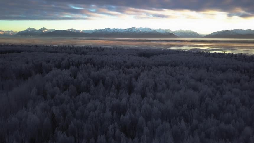 A forest of gray trees bordering a lake below a snow capped mountain range