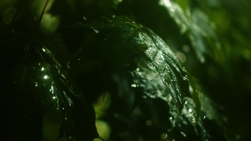 Its raining in a tropical area