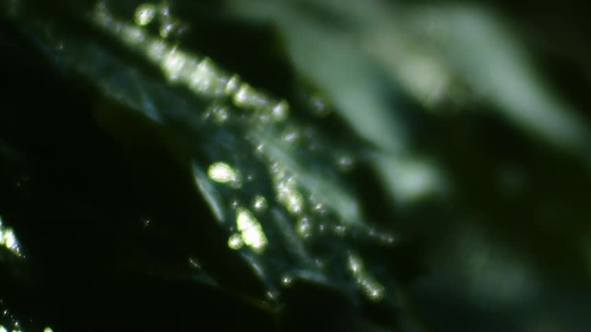 Sunlight reflecting on the wet surface of a green leaf under the rain