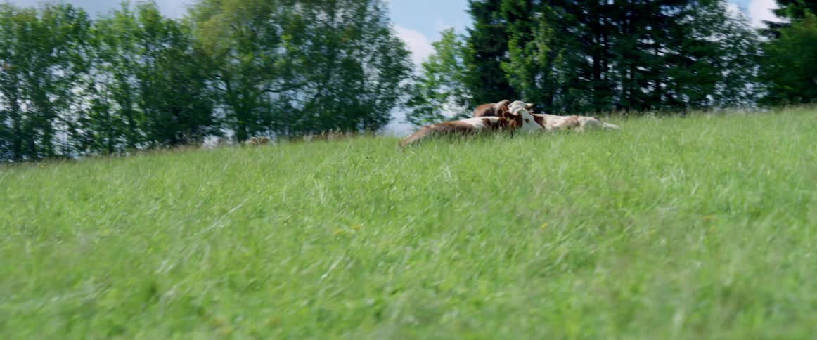 Brown and white cows lies in the green field