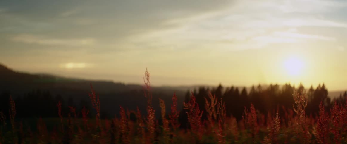 The sun shining over grass and vegetation in nature