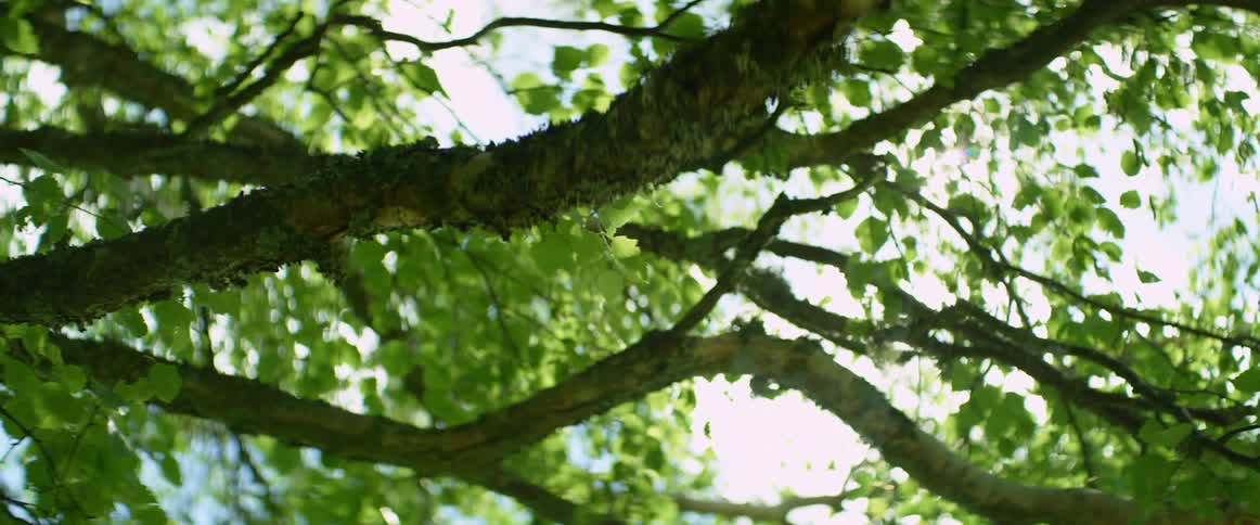 Leaves on a tree are displayed in spring