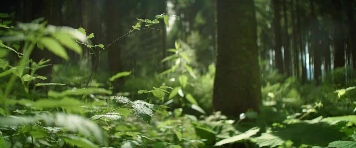 Green vegetation on the floor of a forest at day