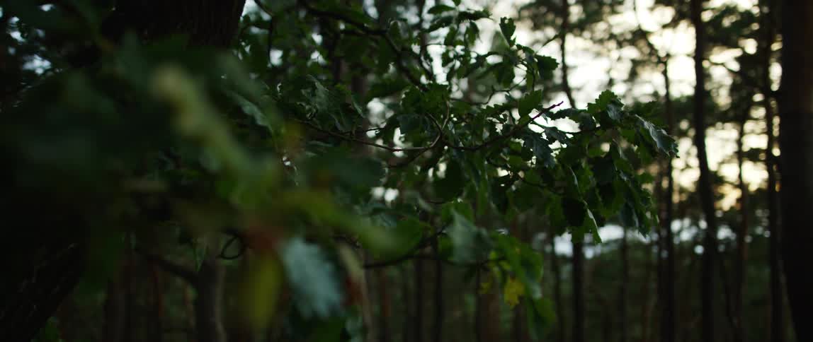Trees in a forest is displayed