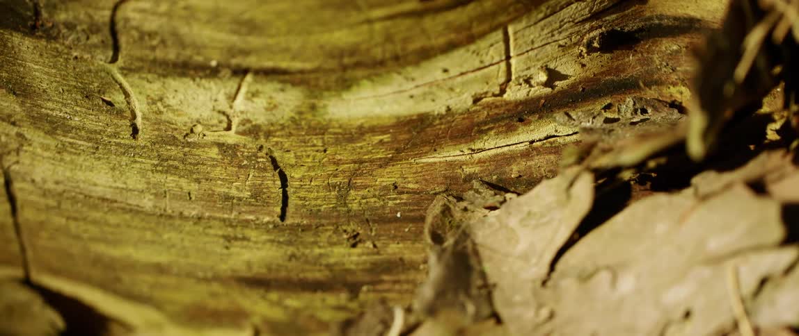 Brittle leaves surround a piece of tree bark that has curved sides from damage