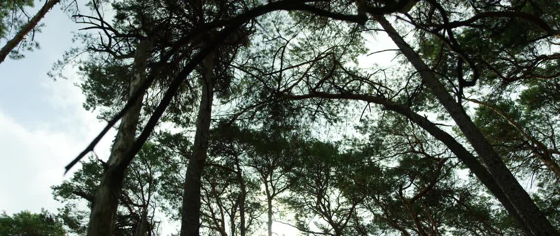Cloudy sky shows through tree tops