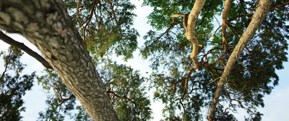 Trees in a forest is displayed in spring