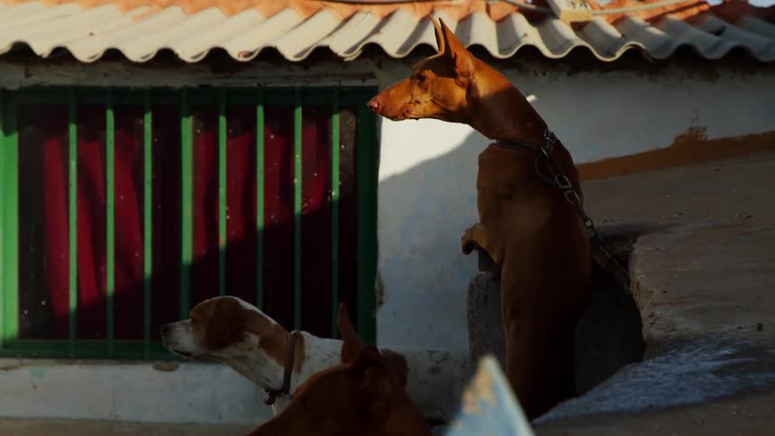 Group of house dogs barking and howling in the morning