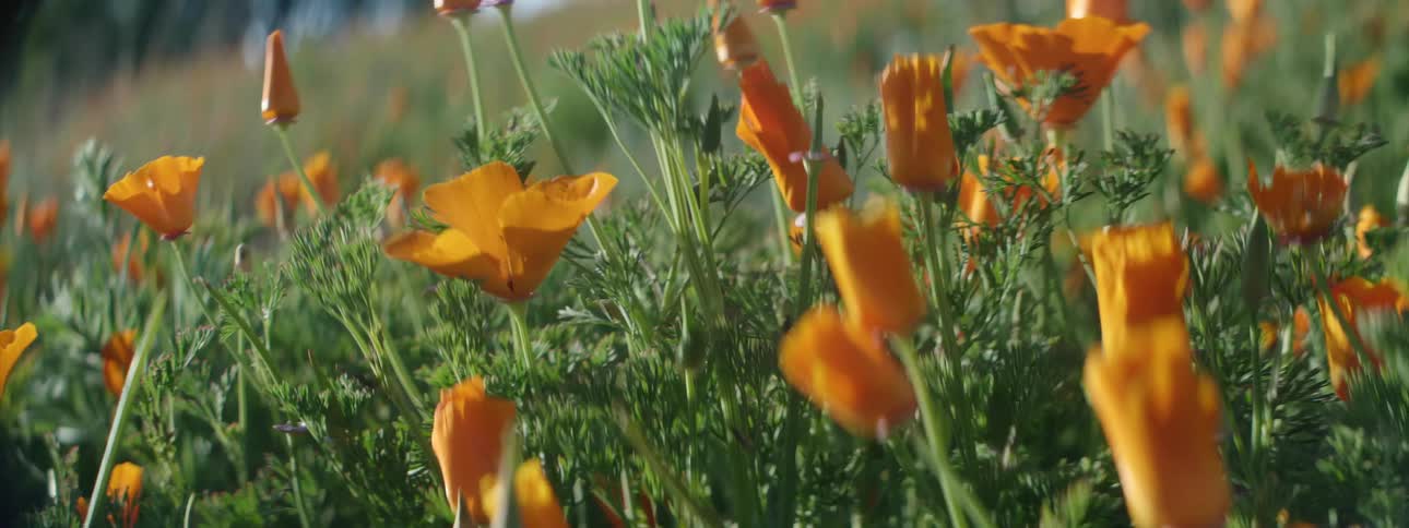 Flowers are blooming outdoors in spring