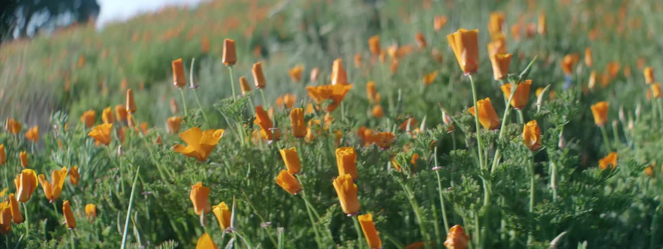 A field filled with flowers