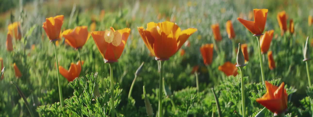 A field of orange poppy flowers wave in the breeze