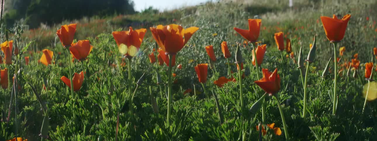 Flowers in a field