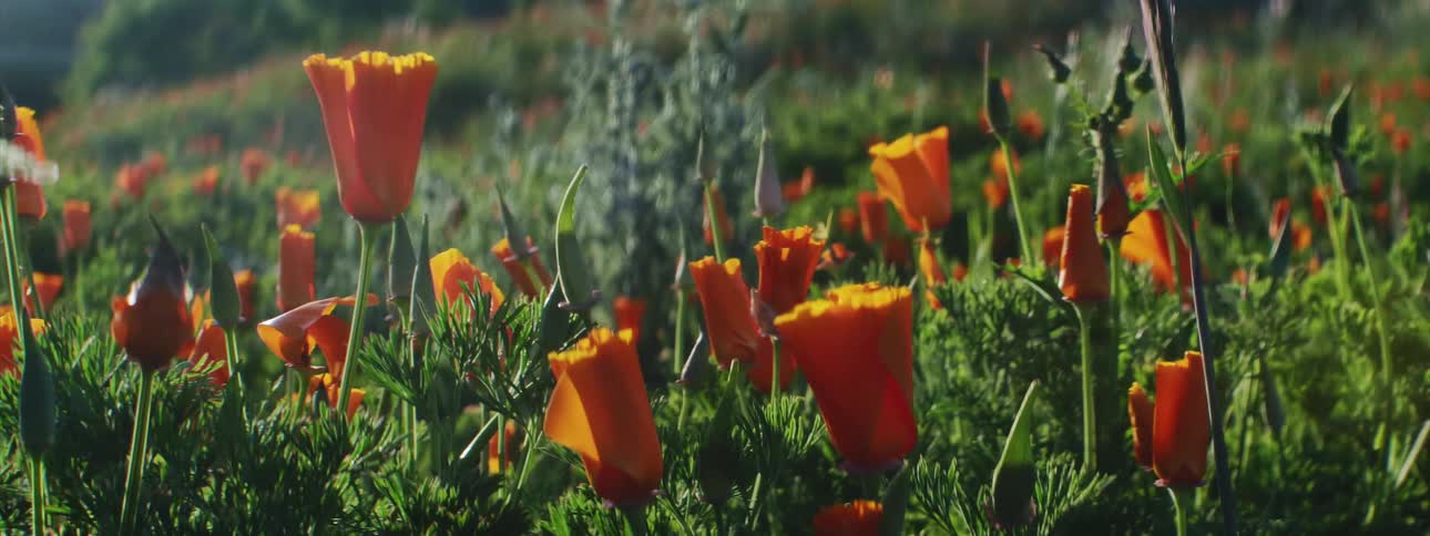 Orange wild flowers growing in a prairie at day