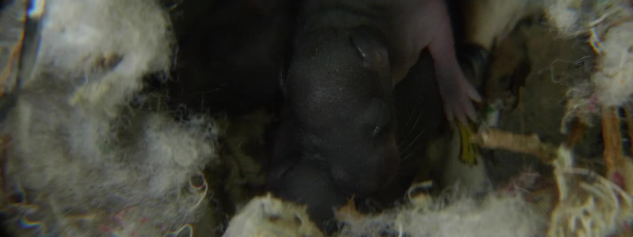A small animal in a nest surrounded by fur