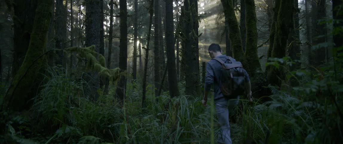 A person walks through a forest