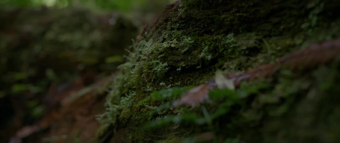 Close up of some heavy moss on a tree