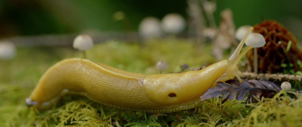 A yellow garden slug slowly crawls over green plants