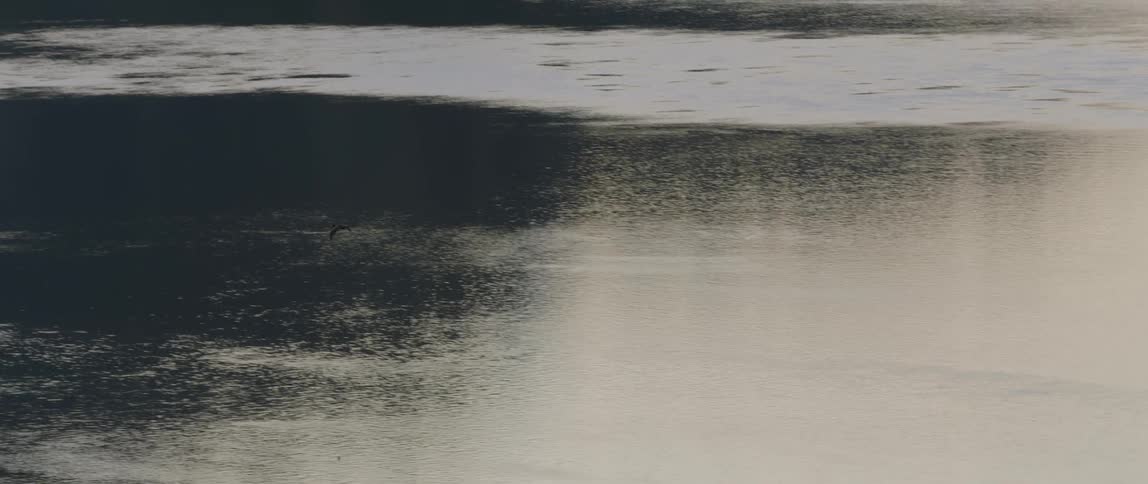 A bird flies over a body of water