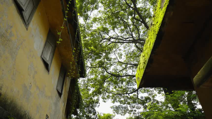 A large tree over two unkept buildings
