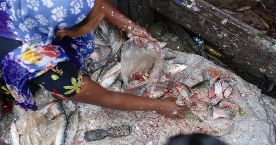 A kneeling woman takes sliced raw fish from a tarp on the ground and places them in a plastic bag