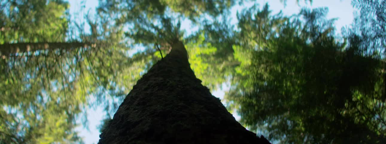 Within a forest stands one of several exceptionally tall trees under a clear blue sky