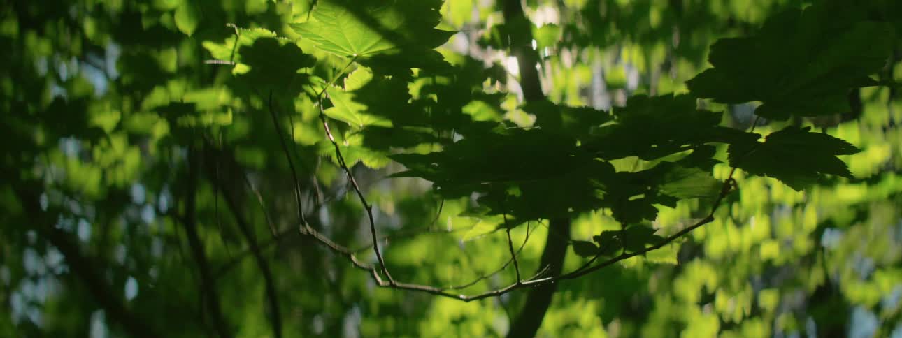 The sun shines through green trees in the forest
