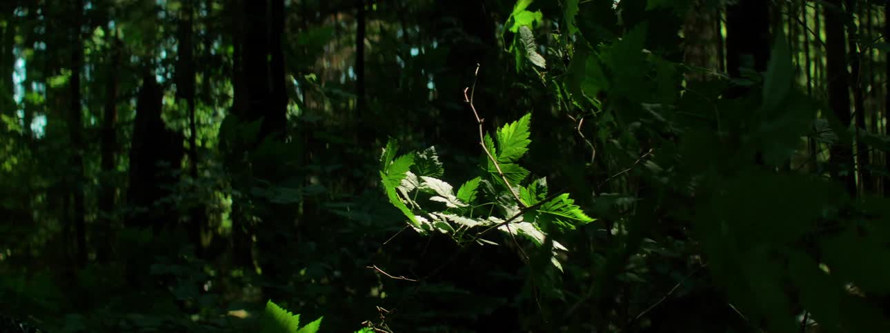 Close up of green leaves waving in the wind in the forest
