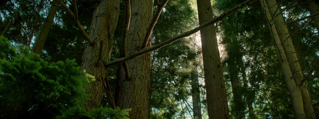 The sun is setting in the forest