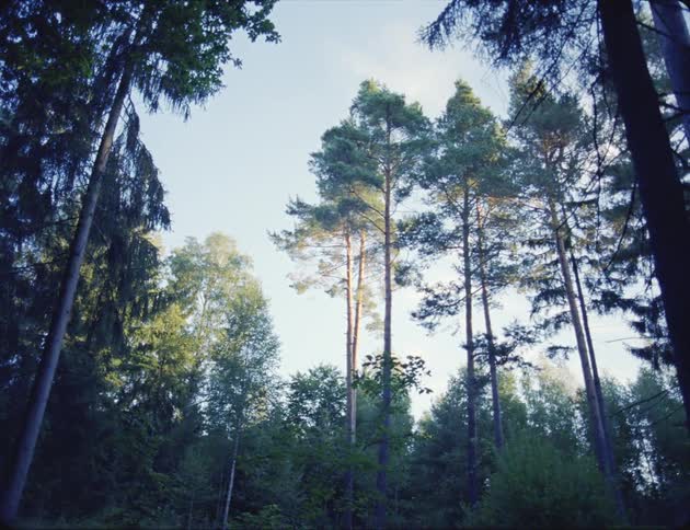 Trees in a forest are displayed