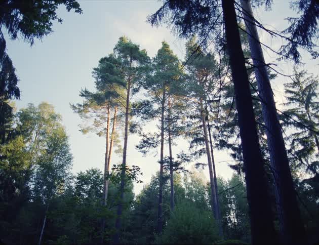 Trees in a forest are displayed in spring