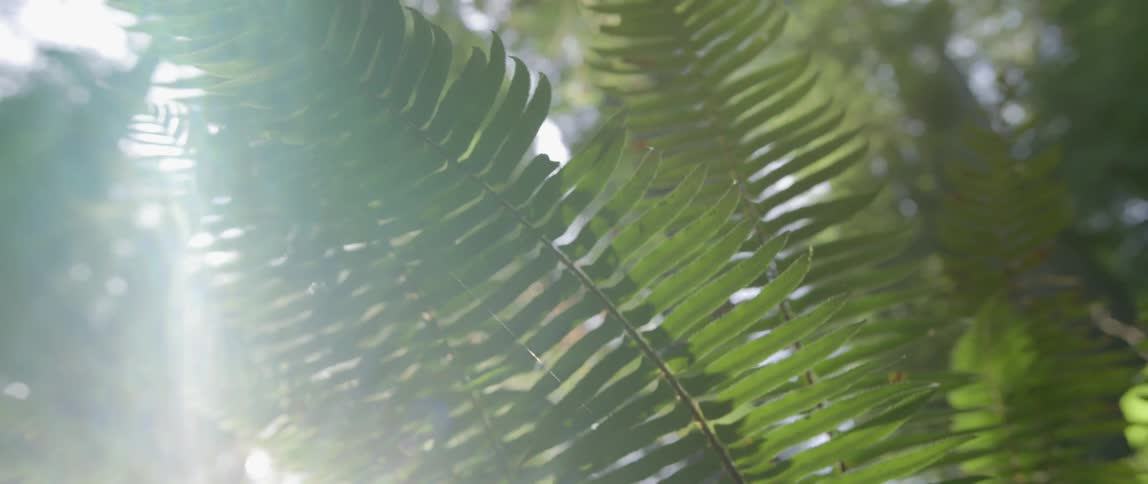 Close up of some branches with small green leaves