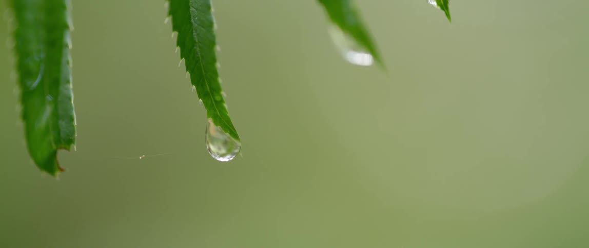 Water drops hanging on the edge of leaves