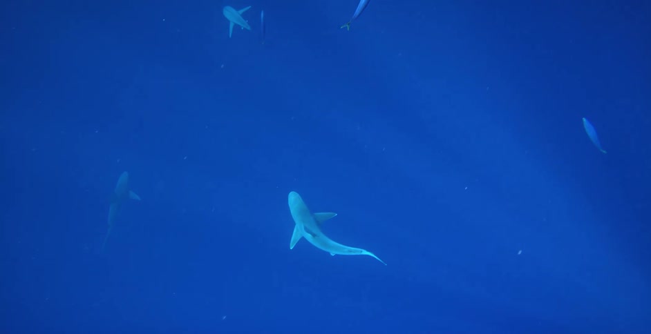 Sharks and fish swimming in deep blue ocean water