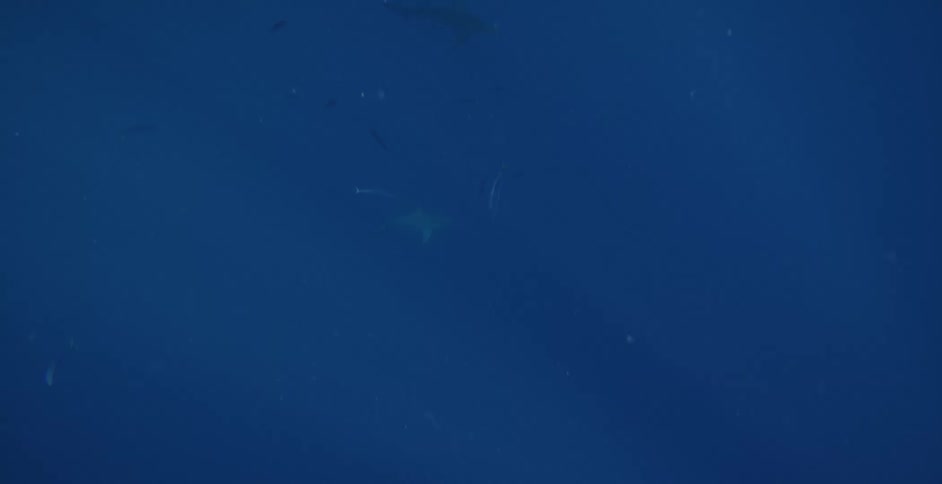 Two swimmers in the ocean swimming with sharks
