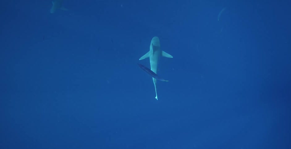 Fish swimming under water