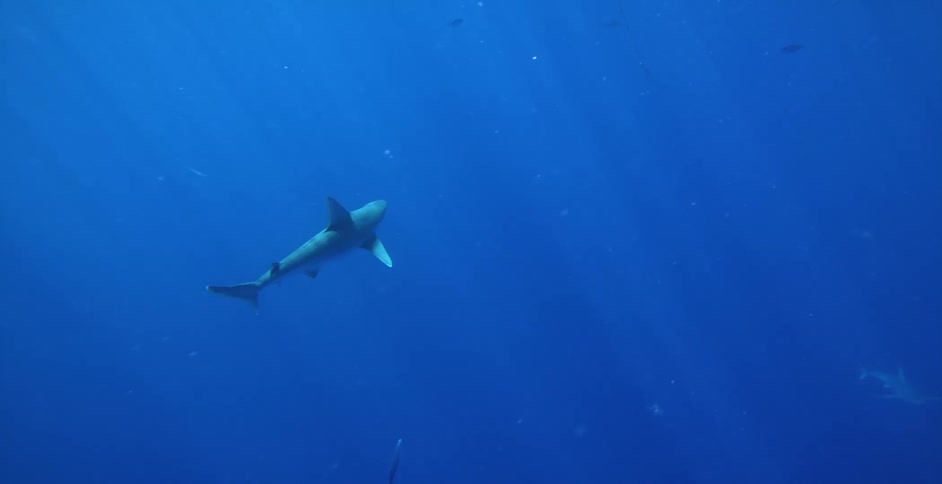 Under water footage of fish swimming in the water
