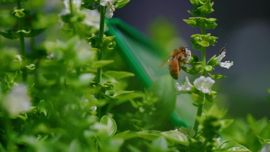 A bee collects nectar from small white flowers on a sunny day