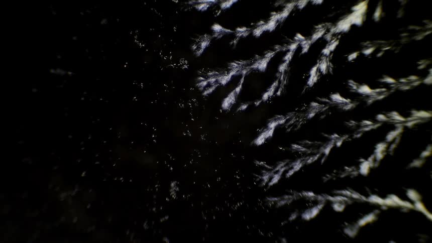 Menthol crystals form under a microscope