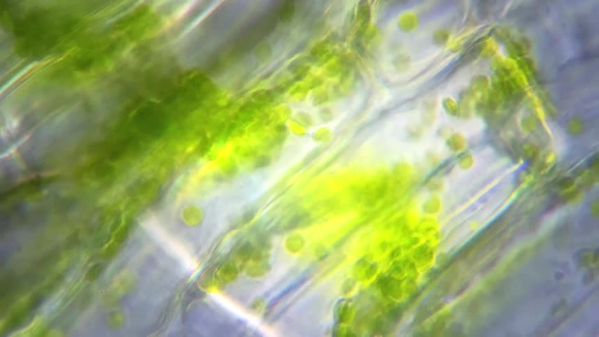 Plant cells move under a microscope
