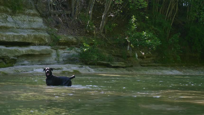 A black lab playing in the water