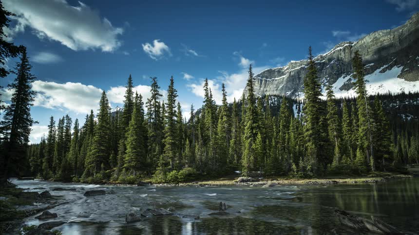 A river runs along a bank filled with fir trees