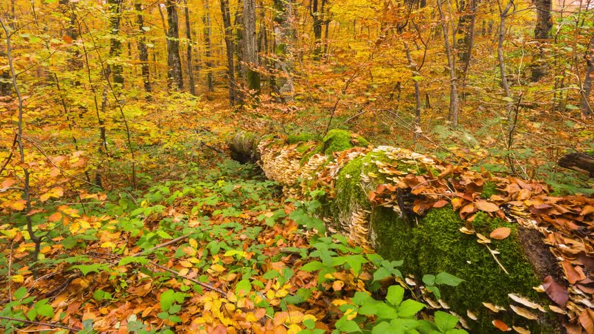 A forest with fall leaves covering the ground